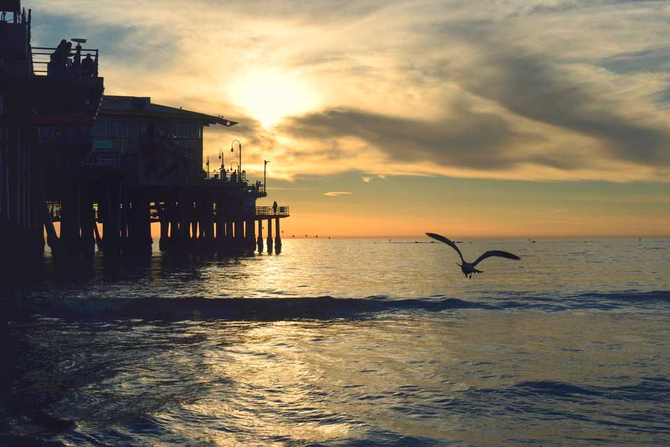 Un oiseau volant au crépuscule du soleil